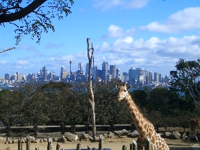 Giraffen-Skyline
